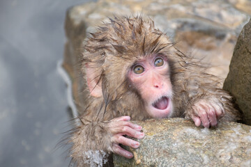 地獄谷野猿公苑の温泉上がりの野生の子猿　snow monkey park