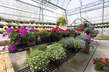 Bright, lush garden center greenhouse with large selection of colorful blooming flowers. vibrant nursery displays rows of beautiful petunia and plant for sale in spring