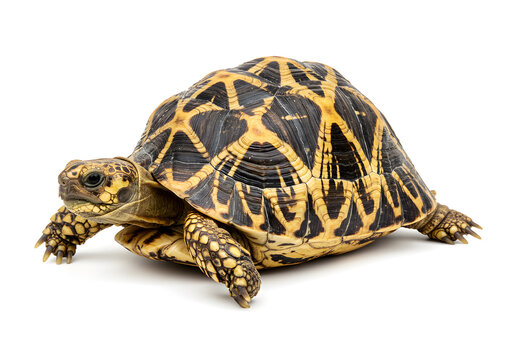 A tortoise with a black and yellow patterned shell, isolated on a white background, ideal for wildlife and pet concepts.