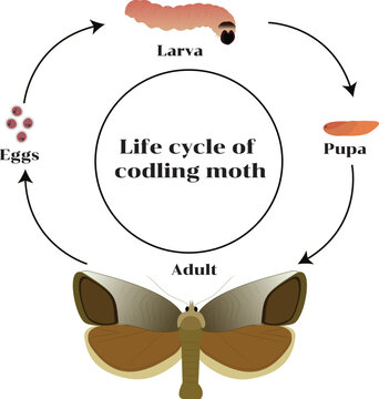 Educational infographic depicting egg, larva, pupa, and adult stages of Cydia pomonella for pest control and entomology studies.