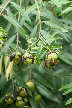 Mesua ferrea tree standing tall in a lush natural environment.