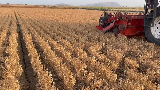 combine harvester cutting dry beans crop in field