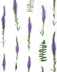 Vibrant flowers minimal top view of Purple violet blossoms Veronica with green leaves on white background, graphic aesthetic floral layout photo. Beautiful nature still life, botanical texture