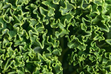 Detailed macro view of curly kale leaves with natural repetition texture, abstract organic surface by nature geometry. Fresh green salad raw superfood ingredient for healthy nutrition, vegan diet.