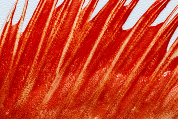 Close-up of marine fish fin or tail with vivid red-orange fibers in diagonal, ribbed lines. Wet glossy surface with bright highlights and natural texture. Minimal nature abstract seafood background.