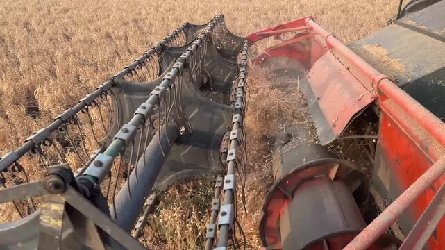 combine harvester cutting dry beans crop in field