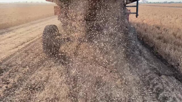 bengal gram or garbanzo beans combine harvester releasing chaff and debris during harvest