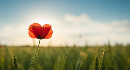 Obraz premium Close-up of a single red flower in a field, with the sun shining behind it