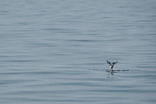 minimal seagulls fly over blue sea nature background