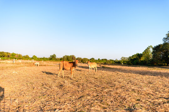Several cows stand and graze on a dry, open field with scattered stubble under clear blue skies in the countryside near Kampot, Cambodia. The warm light of late afternoon highlights the earthy