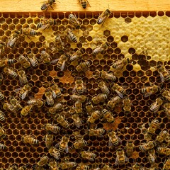 蜜蜂の営み、黄金の六角形