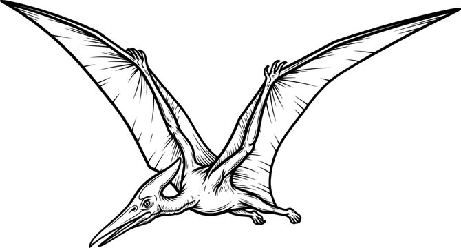 Flying pteranodon pterosaur line art drawing