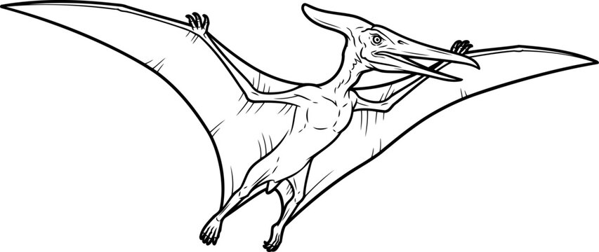 Flying pteranodon pterosaur with large wingspan line art