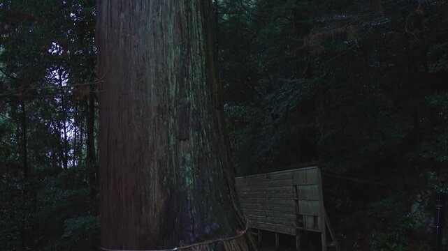 Dark Forest in Oki Islands, Giant Sacred Tree at Takuhi Shrine, Shimane Japan