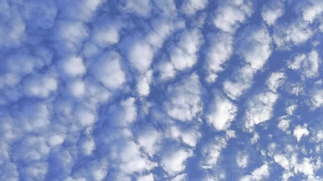 Altocumulus cloud field drifts across deep blue sky, forming a mackerel sky pattern in daylight.