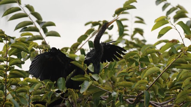 Anhinga spreading and drying wings while perched in tree