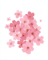 Minimal Sakura Watercolor Branch. CHERRY BLOSSOM