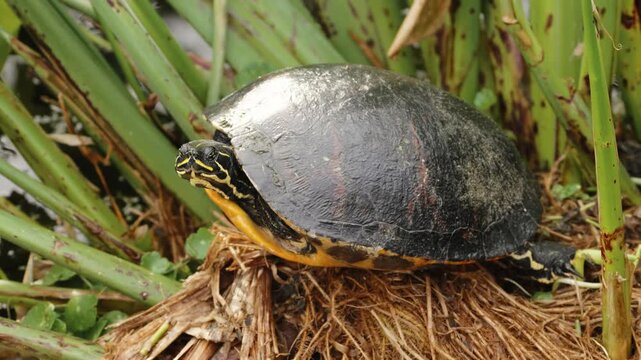 Florida red-bellied cooter turtle resting and turning head in wetland