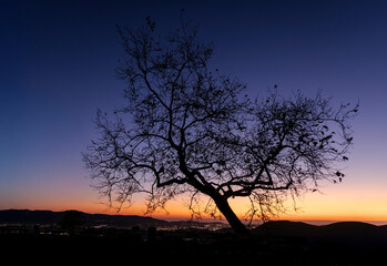Fototapeta premium A bare tree silhouetted against a colorful sunset with city lights in the background