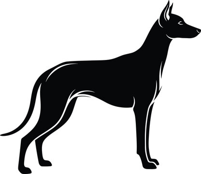 Black silhouette of a standing Dane dog white