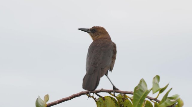 Common grackle resting on tree branch