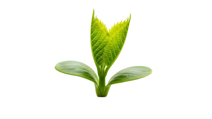 Fototapeta premium Spring season sprout isolated on transparent background with green leaves