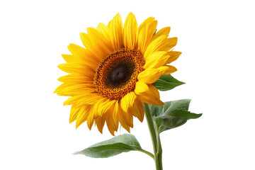 Fototapeta premium Bright yellow sunflower with dark center and green leaves on black background bloom blossom, Isolated, Png Transparent Background