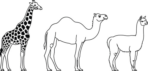 Giraffe camel and llama animal line art set wildlife vector illustration isolated on white safari zoo design © Its Marjia's World