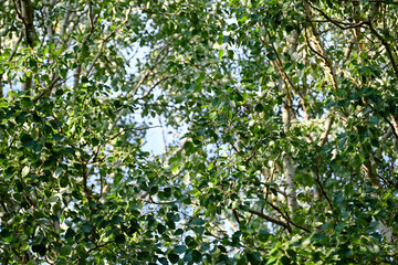 Fototapeta premium Dense foliage of the silver poplars rustle in the spring wind, Belgorod region of Russia