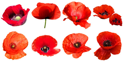 striking photograph collection of vibrant red poppy flowers, each displaying unique characteristics against a dark background. © Feroz Qazi