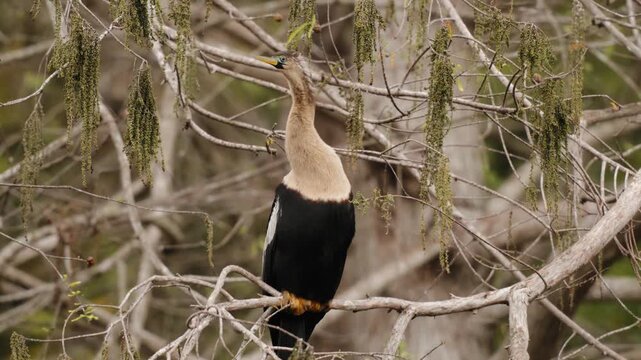 Anhinga bird perched on tree branch looking around
