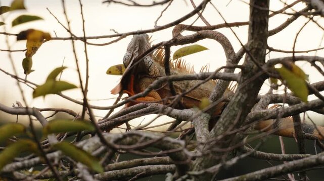 Iguana perched in tree looking around and nodding head