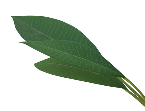 Close up green leaves of plumeria or frangipani tree isolated on transparent background.	
