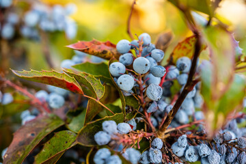 Vivid depiction of fall harvest with aged leaves and fruit, Rusty hued foliage surrounds plump fruit and textured skins in autumn landscape