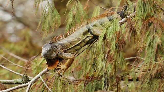 Iguana sitting on tree branch and staring still