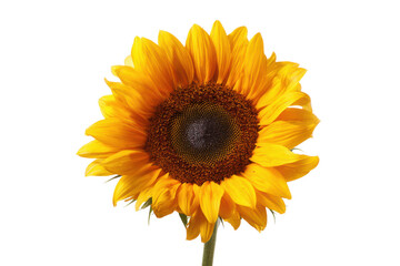 Obraz premium Single bright yellow sunflower bloom with dark brown center against black plant, Png On White Background, Isolated on Transparent Background, Cut Out
