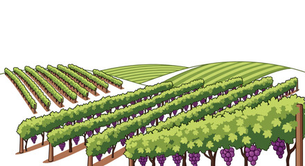 Naklejka premium Illustration of Vineyard with Lush Green Grape Vines on Rolling Hills