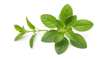 Fototapeta premium Fresh green basil leaves on a clean white background