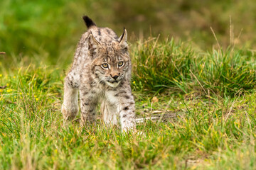 Obraz premium Lynx in green forest with tree trunk. Wildlife scene from nature. Playing Eurasian lynx, animal behaviour in habitat. Wild cat from Germany. Wild Bobcat between the trees