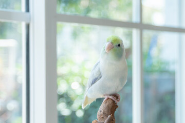 A Captive Forpus Parrotlet Perching on a Branch by a Bright Window with Soft Green Bokeh Background