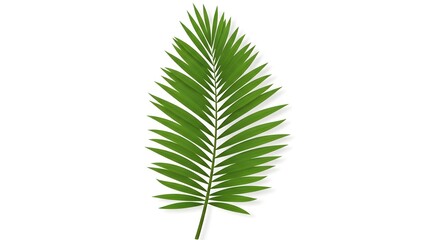 Fototapeta premium A tropical green coconut palm tree with a natural leaf frond and summer foliage isolated on a white background