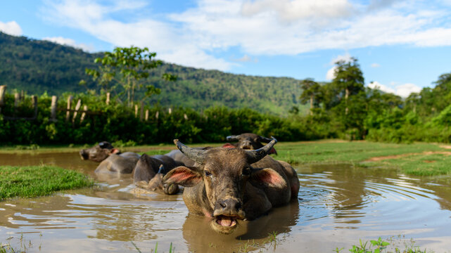 Group of water buffaloes submerged in a shallow muddy pond surrounded by green countryside and distant forested hills under a bright blue sky. The animals relax in the water, with sunlight