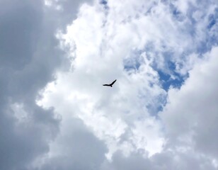 A solitary bird soars high against a backdrop of a partially cloudy, azure sky. Fluffy, white clouds create depth