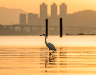A solitary bird stands in shallow water, bathed in the warm glow of a sunset. The cityscape silhouette in the background enhances the serene ambiance