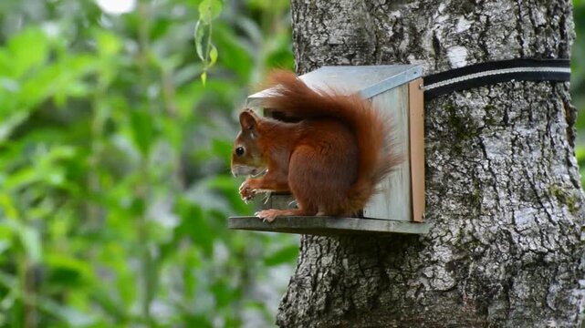 The squirrels are moving around near the treehouse.