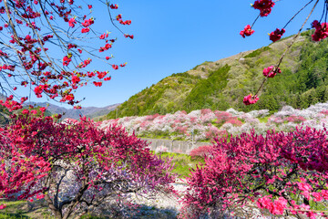 長野県阿智村　花桃の里