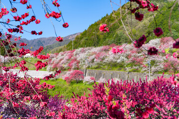 長野県阿智村　花桃の里