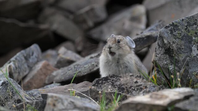 Pika in the alpine in the Canadian Rockies