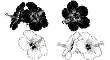 Black and White Hibiscus Flowers Vector Graphics, Isolated on White Background © Nira