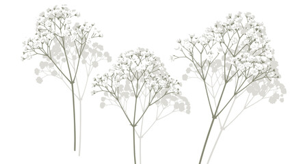 Obraz premium Delicate Sprigs of Baby's Breath Flowers with Soft Shadows on a White Background